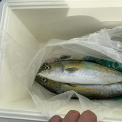 タチウオハマチ狙い