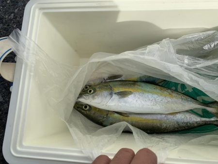 タチウオハマチ狙い