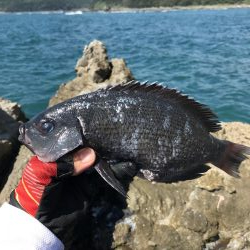 グレお刺身サイズ4枚♪でも太陽暑すぎ!(◎_◎;)