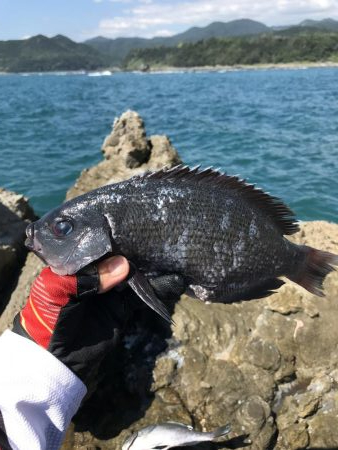 グレお刺身サイズ4枚♪でも太陽暑すぎ!(◎_◎;)