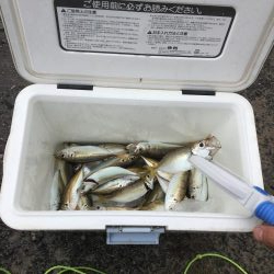 サビキ釣り