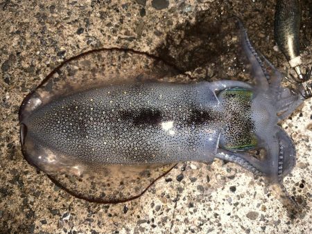 のんびりエギング