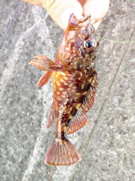 台風の影響で海は荒れていましたが