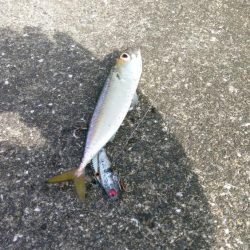 シーバス狙いでの釣行のはずが…