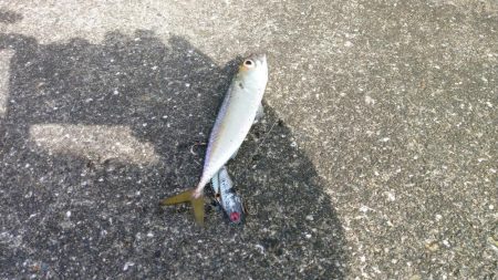 シーバス狙いでの釣行のはずが…