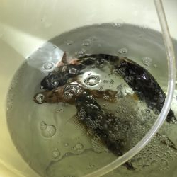 肝パンゲット！