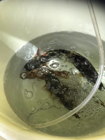 肝パンゲット！