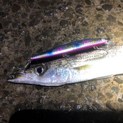 シーバス狙いでカマス