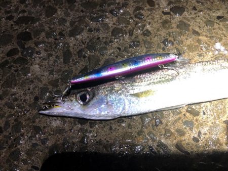 シーバス狙いでカマス