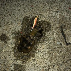 シーズン初釣行♪