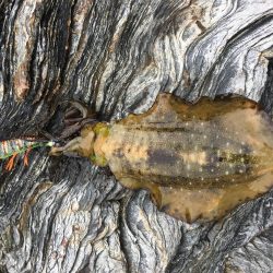 久しぶりのあおりいか