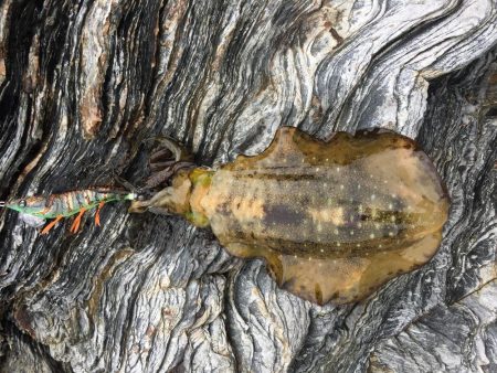 久しぶりのあおりいか