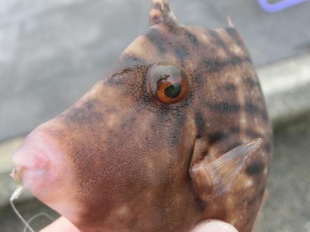 カワハギ来たーーーっ‼