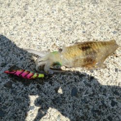 アオリイカが食べたくて