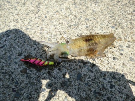 アオリイカが食べたくて