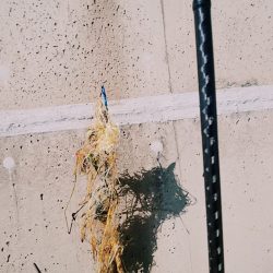 サビキでサッパ、サーフは惨敗・・・