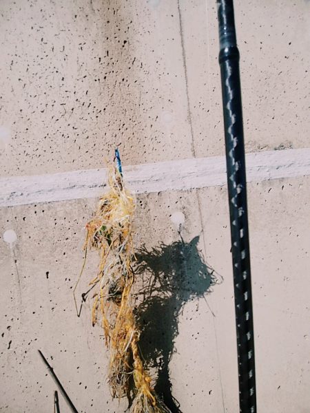 サビキでサッパ、サーフは惨敗・・・