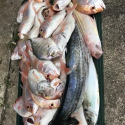 若狭湾で釣り