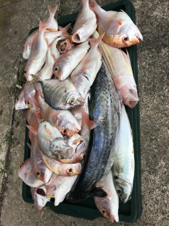 若狭湾で釣り