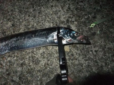 今年はグッドサイズ