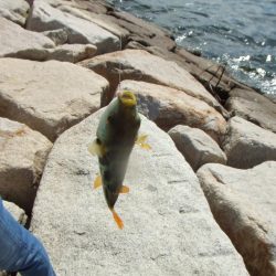 南芦屋は西側石畳のサヨリ