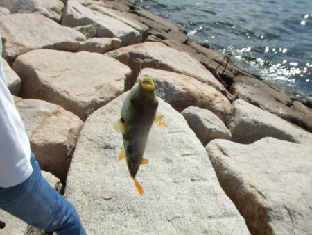 南芦屋は西側石畳のサヨリ