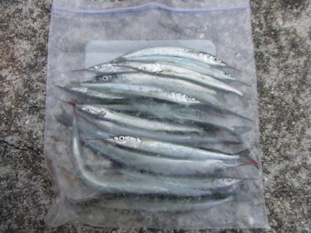 南芦屋浜　サヨリ、３０㎝ならず