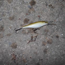 ベイトはシラサエビなのか?