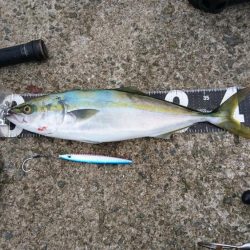 タチウオと青物狙い