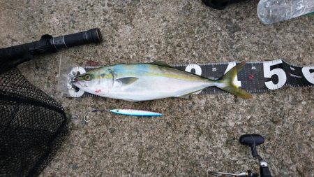 タチウオと青物狙い