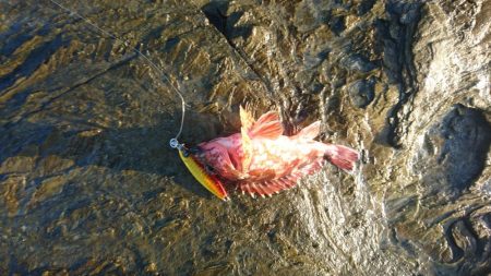 ショアジョギング