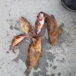 まづめエギング諦めたら尺アコウ