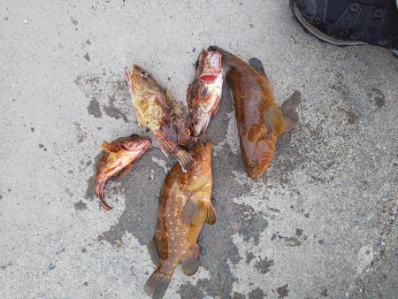 まづめエギング諦めたら尺アコウ