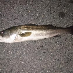 今年初シーバス