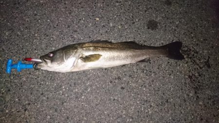 今年初シーバス