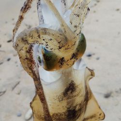 午後からエギングヘ