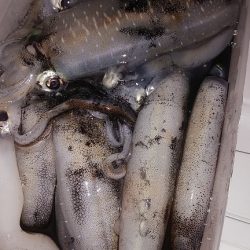 コロッケサイズのアオリイカ