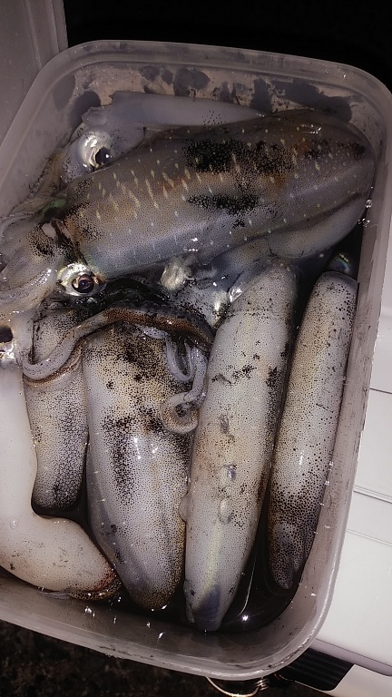 コロッケサイズのアオリイカ