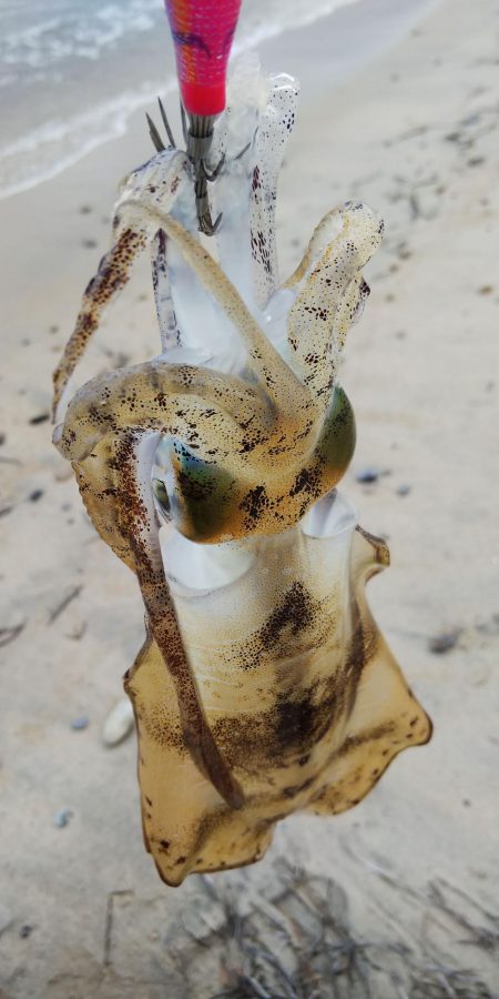 午後からエギングヘ