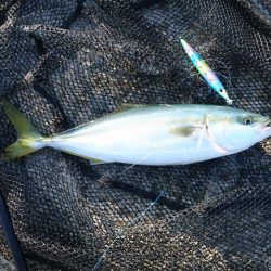 ガシリングと青物釣行