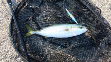 ガシリングと青物釣行