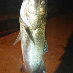 湾奥ライトシーバス