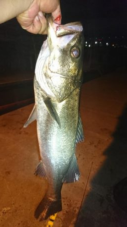 湾奥ライトシーバス