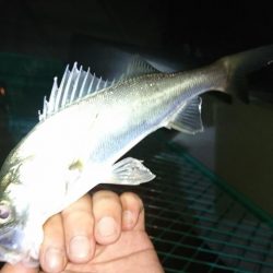 淀川ライトシーバス