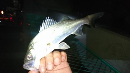 淀川ライトシーバス