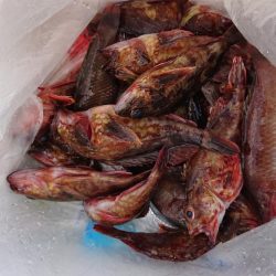 いい潮のわりに…