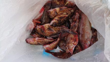 いい潮のわりに…