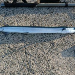 初のメーター！