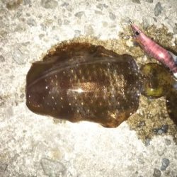 アオリイカ解禁