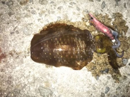 アオリイカ解禁